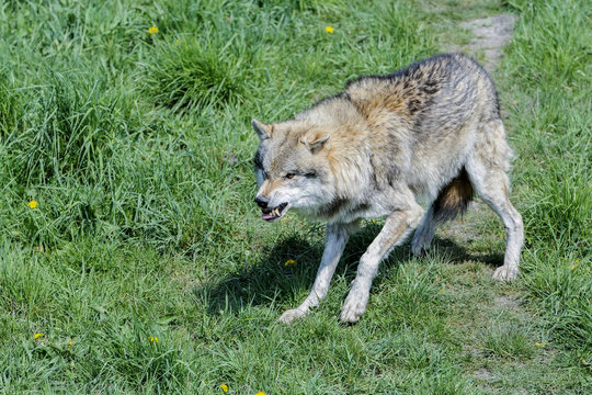 Fototapeta wolf, canis lupus