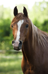 Naklejka premium horse portrait