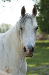 Fototapeta premium white horse