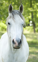 Obraz premium white horse
