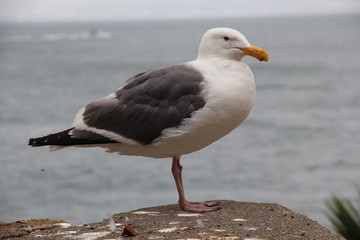 Möwe / Seemöwe auf der Gefängnisinsel Alcatraz (San Francisco)