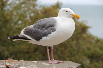 Möwe / Seemöwe auf der Gefängnisinsel Alcatraz (San Francisco)