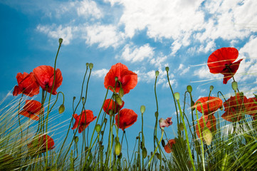 Obraz premium Poppy field from below