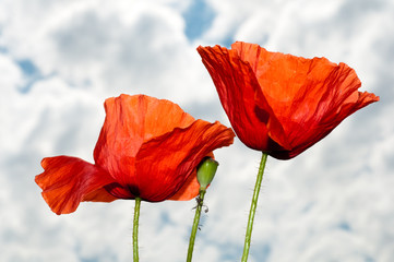 Close up of two red poppy