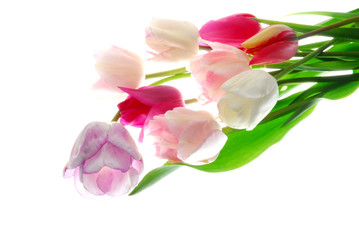 Obraz na płótnie Canvas tulips with different color