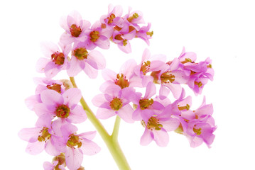 Fototapeta premium pink flowers