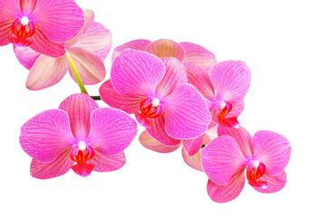Fototapeta na wymiar Pink orchid kwiat, samodzielnie na białym tle