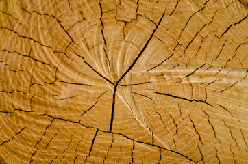 Old pine tree cut texture
