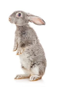 Gray Rabbit