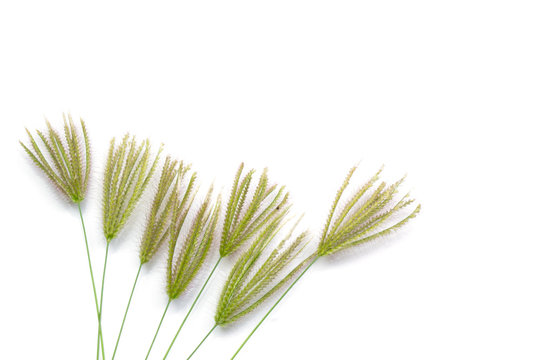 grass flowers isolated on white background
