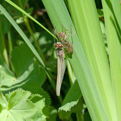 Libelle auf der Larvenhülle
