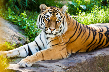 Sibirischer Tiger (Panthera tigris altaica)