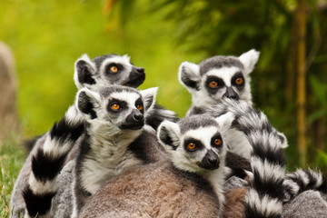 Katta (Lemur catta) © Jearu