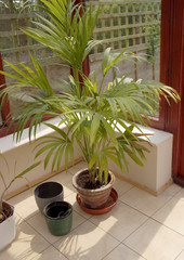 Fototapeta premium conservatory