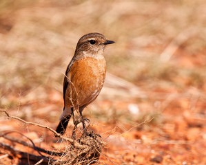 Fototapeta premium Female stone chat sitting