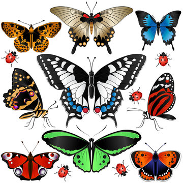 Collection of butterflies