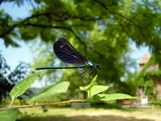 Blue Dragonfly - Beautiful Demoiselle, perched on a leaf