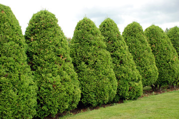 Thuja