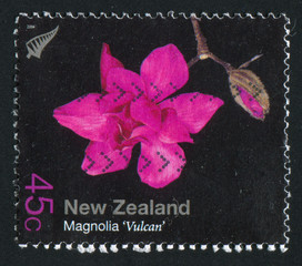 magnolia