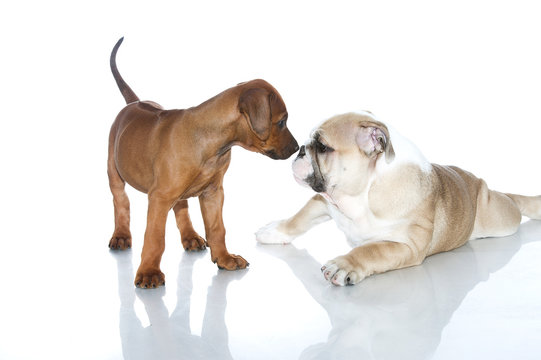 Rhodesian ridgeback and english bulldog puppies isolated