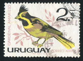 Yellow Cardinal