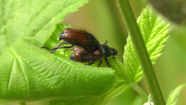 Gartenlaubk&auml;fer - Phyllopertha horticola - Paarung