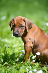 Rhodesian ridgeback puppy outdoors