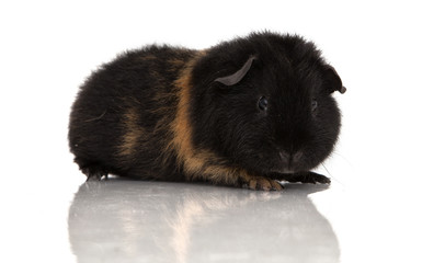 Guinea pig