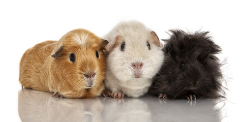 Guinea pig
