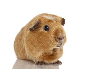 Guinea pig