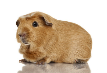 Guinea pig