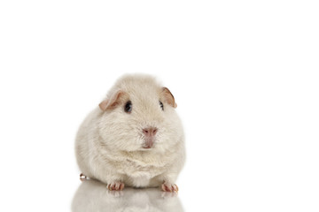 Guinea pig