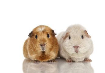 Guinea pig