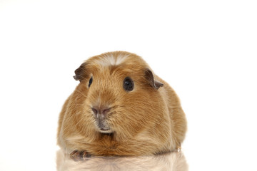 Guinea pig