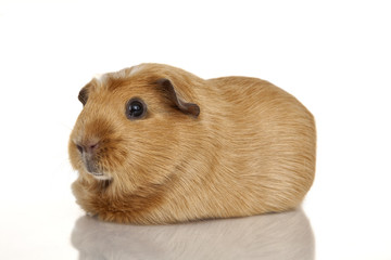 Guinea pig
