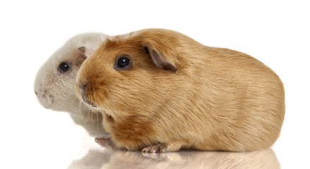 Guinea pig