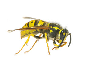 wasp