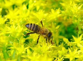 Bee