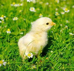 chicken on a grass