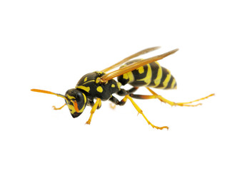 wasp