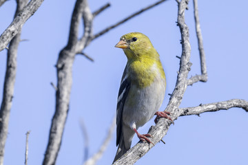 carduelis tristis, american goldfinch