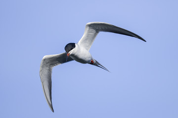 forster’s tern, sterna forsteri