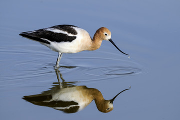 american avocet, recurvirostra americana