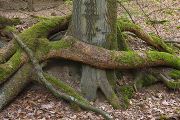 Buchenstamm umschlungen von Kiefernwurzeln