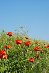 Wild poppies, red and attractive