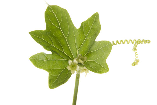 zaunr&uuml;be