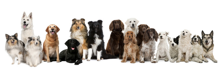 Group of dogs sitting against white background - Powered by Adobe