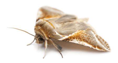 Buff Arches, Habrosyne pyritoides, a moth