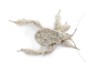 Young masked hunter, Reduvius personatus, covered in dust