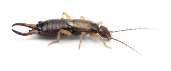 Common earwig or European earwig, Forficula auricularia